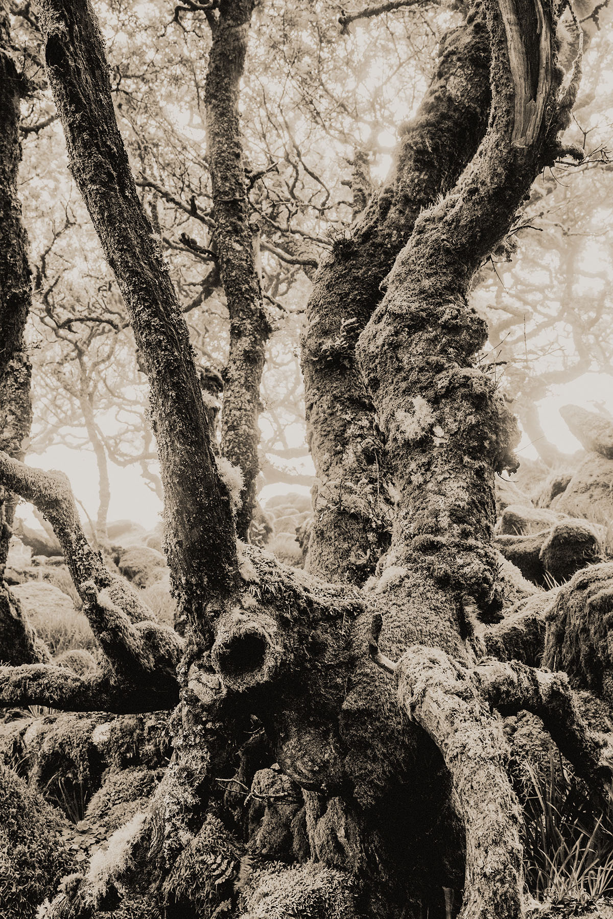 Wistman&rsquo;s Wood